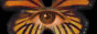 Banner 29